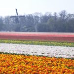 “Where To See Tulips In The Netherlands This Spring”