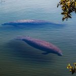 Hundreds Of Manatees Visit This Park Every Winter