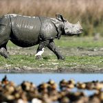 New Assam Retreat Celebrates Rhinos And The Brahmaputra