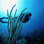 Explore This Caribbean Island’s World-Class Diving Spots