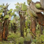 Southwest Park Has Over 2 Million Massive Cacti