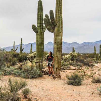 Saguaro National Park