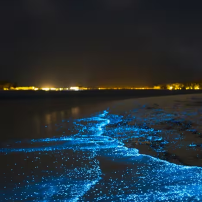 Bioluminescence Beaches