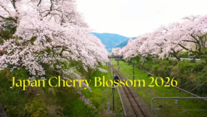Japan Cherry Blossoms 2026: Magical Season but Crowded