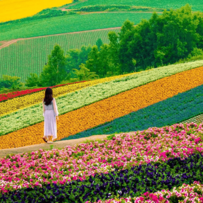 Summer Season In Japan